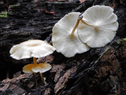 Polyporus tricholoma Q S