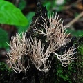 Ramaria-like Chalalan S