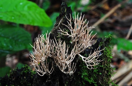 Ramaria-like Chalalan S