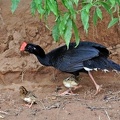 Razor-billed Curassow Mitu tuberosum Cr ed S