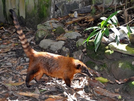 Ringtailed coati Nasua nasua S