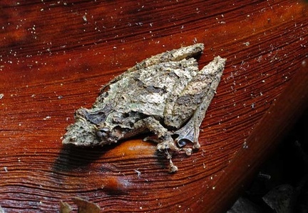 Snouted tree frog  Scinax garbei S