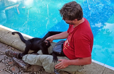 Spider Monkey Daniel S