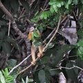Squirrel monkey - Saimiri sciureus S