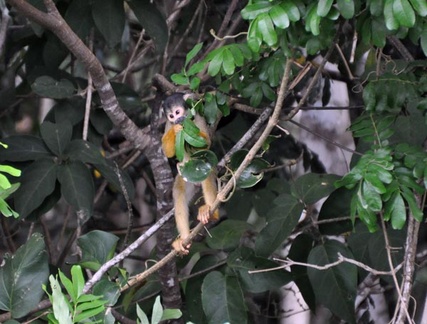 Squirrel monkey - Saimiri sciureus S