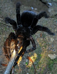 Tarantula Chalalan Nightwalk Cr S