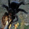Tarantula Chalalan Nightwalk Cr S