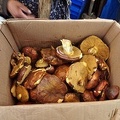 Suillus La Paz Market 2012 S