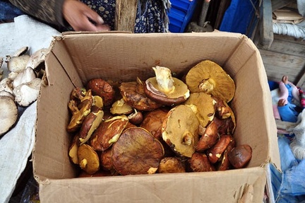 Suillus La Paz Market 2012 S