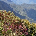 Tibouchina shrub and vista S