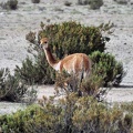 Vicuña - Vicugna vicugna  Uyuni 2012 Cr S