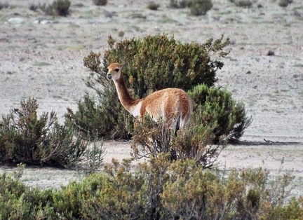 Vicuña - Vicugna vicugna  Uyuni 2012 Cr S