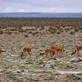Vicuña (Vicugna vicugna) herd S