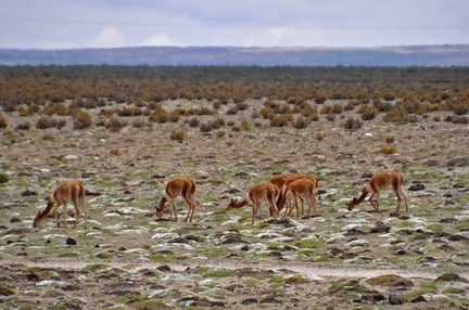 Vicuña (Vicugna vicugna) herd S