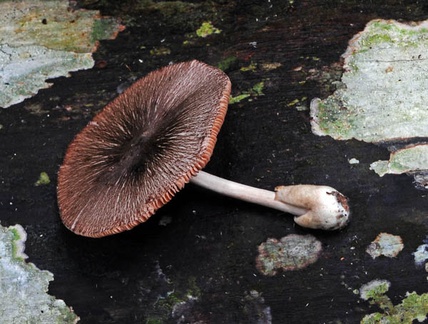 Volvariella Chalalan S