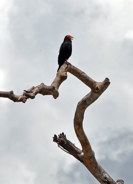 Vulture Turkey QQ S.JPG