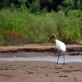 Wood Stork Mycteria americana S