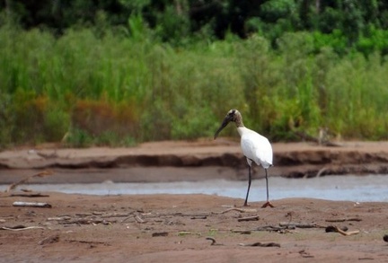 Wood Stork Mycteria americana S