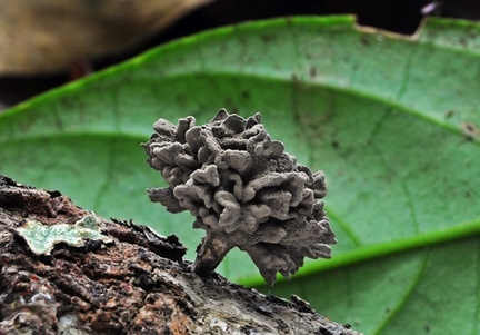 Xylaria anamorph Chalalan S
