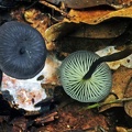 Agaric dark blue capped Chalalan13 S