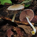 Agaricus Wichi 2013 S
