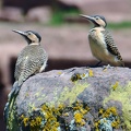 Andean flicker  Colaptes rupicola S