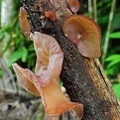 Auricularia auriculata Rurre 2013 cr S