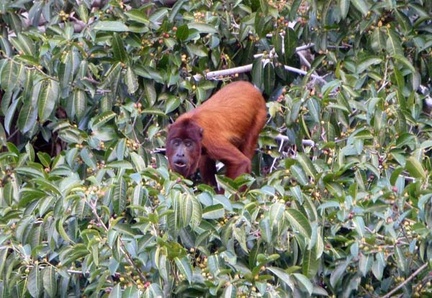 Bolivian Red Howler - Alouatta sara S