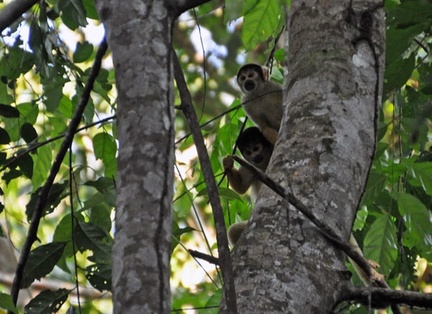 Black-headed squirrel monkey - Saimiri boliviensis Cr S