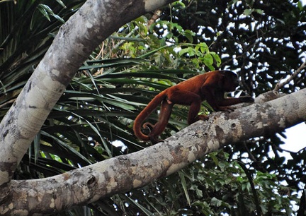 Bolivian Red Howler Alouatta sara on the move S