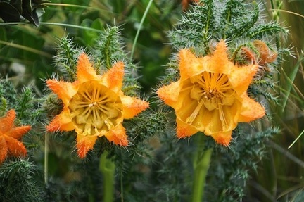 Caiophora Cumbre 2013 M S