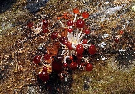 Calostilbella calostilbe Chalalan 2013 S