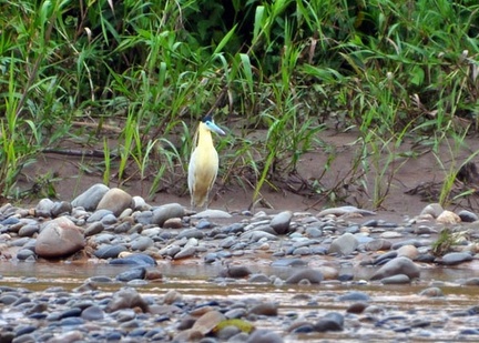 Capped Heron Pilherodius pileatus S
