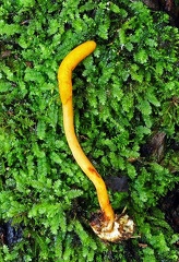 Cordyceps Coroico 13 S