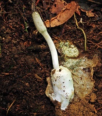Cordyceps cylindrica Chalalan 2013 S
