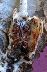 Cordyceps cylindrica opened S