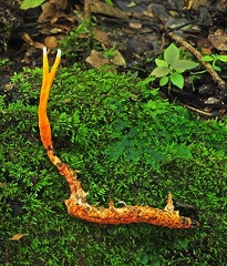 Cordyceps forking white tiped WM Cr S