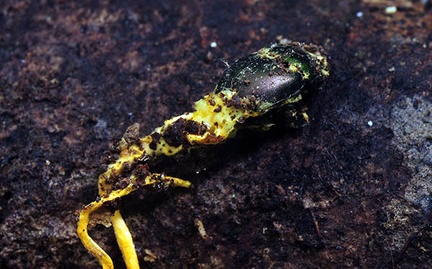 Cordyceps raised perithecia bug Chalalan S