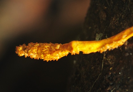 Cordyceps raised perithecia Chalalan 2-10 Crr S