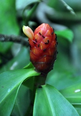 Costus with ants Mashaquipe S
