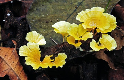 Cotylidia aurantiaca Chalalan S