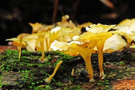 Cotylidia aurantica Rurre 13 Cr S