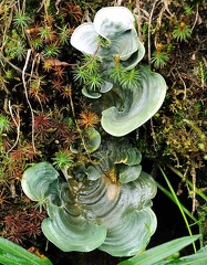 Dictyonema glabratum S-503499534