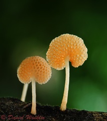 Favolaschia 2 Masha Cr DW S-151788727