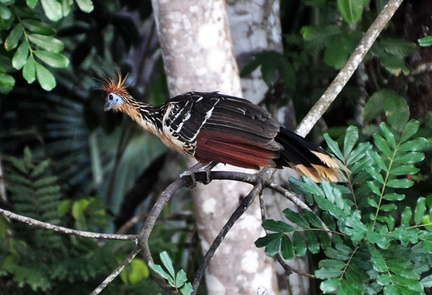 Hoatzin – Opoisthocomus hoazin Cr S
