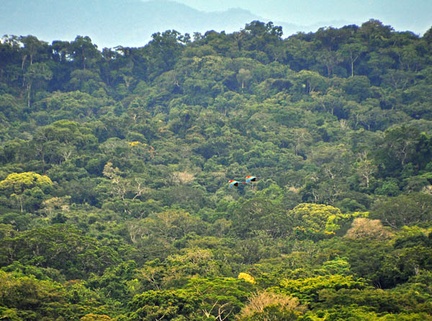 Macaw pair in flight landscape S