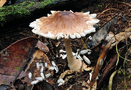 A Macrolepiota or big Lepiota seen near Masha lodge