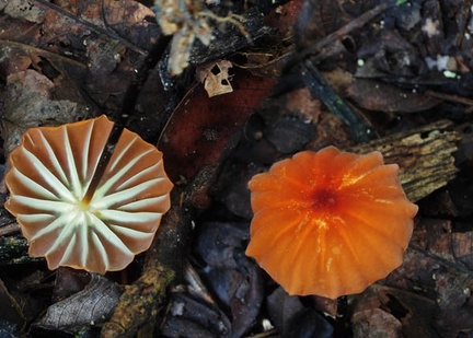 Marasmius Orange Chalalan S