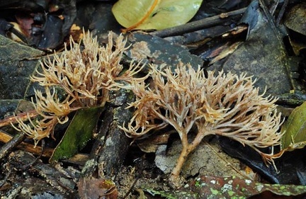 Tremellodendron schweinitzii - Jelly coral