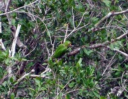 White-eyed Parakeet - Aratinga leucophthalma S